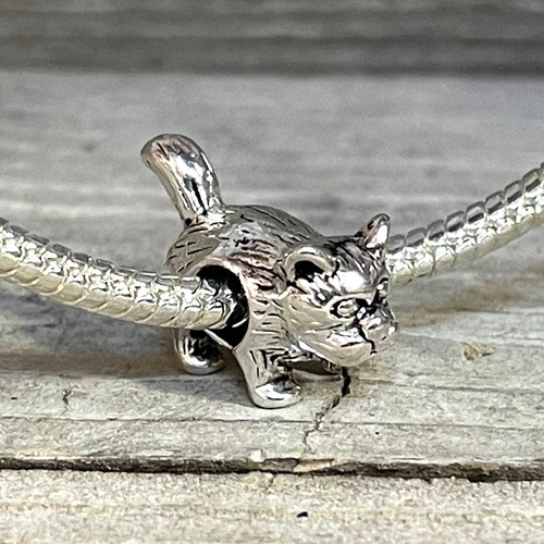 Gatto amico peloso gattino - gatto,